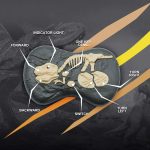 Remote Control Dinosaur Toy