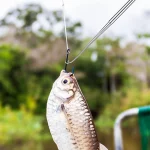 fish Hook Remover Tool Kit (2pcs)